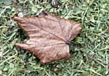 leaf
