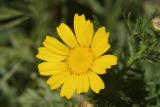 Yellow Sicilian Flower
