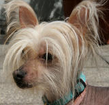 Chinese Crested dog