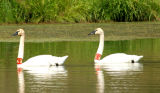 TrumpeterSwans2.jpg