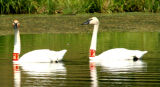 swans4.jpg
