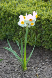 Daffodil at Het Loo Palace Garden