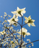 Dogwood