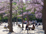 Luxembourg Gardens