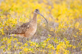 Long-billed Curlew