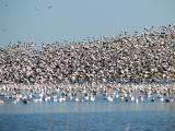 Snow Geese