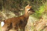 Sika Deer Yearling - Assateague Island