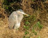 Great Blue Heron - Assateague Island