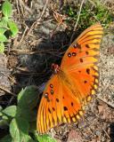 Butterfly - Outside Tennis Courts - Pensacola, FL Tournament