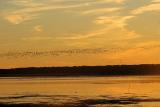 Assateague Island - Geese Migration