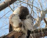 Preening Red Trail Hawk with Left Foot Talons Clinging for Balance