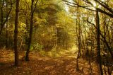 Slovak forests - Autumn