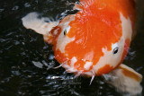 Koi