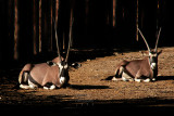 Antelopes