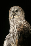 Owl in darkness