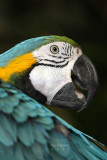 Macaw