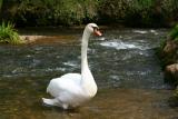 Swan at Local Inn.jpg