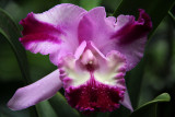 Orchid (20 Jun 10)