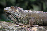 Iguana (27 Jun 10)