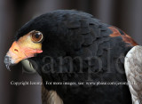 Bateleur Eagle (Jul 10)
