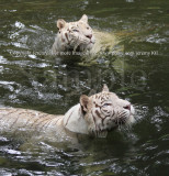 White Tigers (Jul 10)