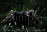 Turkey Vulture (Jul 10)