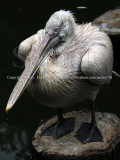 All Puffed Up..., Pelican (Jul 10)