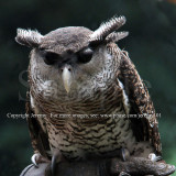 Malay Eagle Owl (Jul 10)