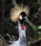 East African Crowned Crane (Jul 10)