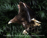 White-Tailed Sea Eagle (Jul 10)