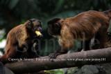 Brown Capuchin Monkeys (Aug 10)