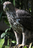 Changeable Hawk-Eagle - Nictitating Membrane (Jul 10)