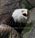 Bald Eagle (Jul 10)