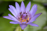 Flower (Sep 05)
