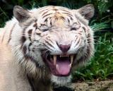 Smiling Tiger? (Apr 06)