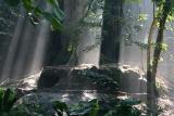 Morning Light Breaking Through The Rainforest Trees On The Hyenas Den (Apr 06)