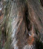 Texture of Cypress Tree Bark, Alishan Forest Recreation Area (May-Jun 06)
