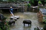 Pigsty, Formosan Aboriginal Culture Village (May-Jun 06)