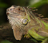 Green Iguana (Sep 05)