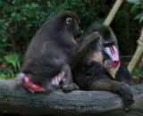 Mandrills (Jul 06)