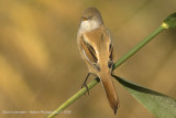 Bearded Tit - Baardman