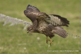 Buzzard - Buizerd