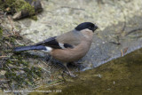 Bullfinch - Goudvink