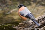 Bullfinch - Goudvink