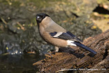 Bullfinch - Goudvink