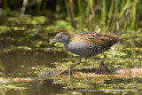 Baillons Crake - Kleinst Waterhoen