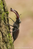 Stag beetle - Vliegend hert