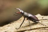 Stag beetle - Vliegend hert