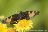 Small Tortoiseshell - Kleine Vos