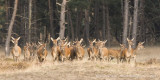 Red Deer - Edelhert